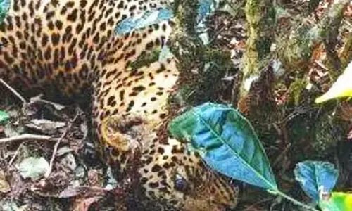 Nelliyampathy Leopard