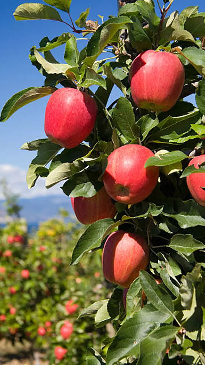 ദിവസവും ഒരു ആപ്പിൾ കഴിച്ചാൽ ശരീരത്തിന് സംഭവിക്കുന്നത്..