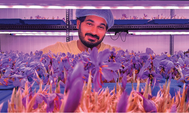 കശ്മീരിൽ വളരുന്ന കുങ്കുമം കേരളത്തിൽ കൃഷി ചെയ്ത് യുവാവ്... കൃഷി വിജയകരമാക്കിയത് ഈ സൂത്രപ്പണിയിലൂടെ