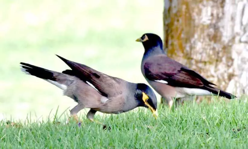 മൈനയെ തുരത്തൽ സജീവമാക്കി പരിസ്ഥിതി മന്ത്രാലയം; ഇതുവരെ പിടികൂടിയത് 27,934 പക്ഷികളെ