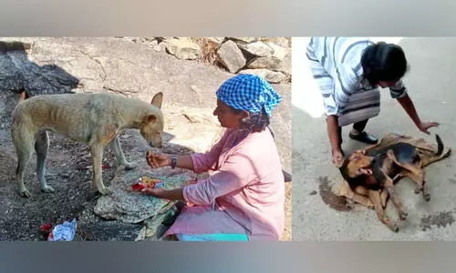 വി​ളി​പ്പാ​ട​ക​ലെ ഷൈ​ല​യു​ണ്ട്, മി​ണ്ടാ​പ്രാ​ണി​ക​ളു​ടെ ര​ക്ഷ​ക​യാ​യി