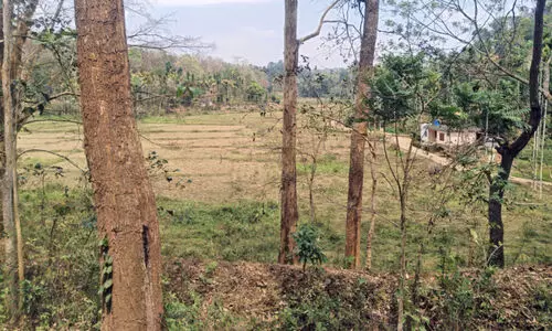 വരൾച്ചാ ആഘാതം കൂട്ടി തേക്കിൻ തോട്ടങ്ങൾ