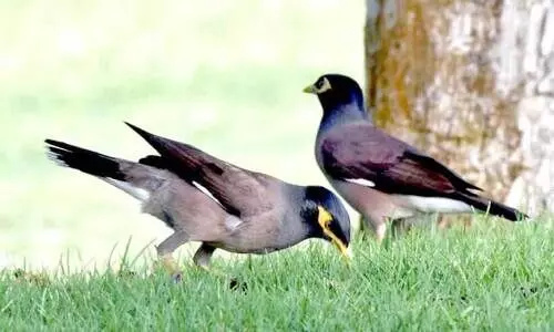 മൈനയെ തുരത്തൽ സജീവമാക്കി പരിസ്ഥിതി മന്ത്രാലയം; ഇതുവരെ പിടികൂടിയത് 27,934 പക്ഷികളെ