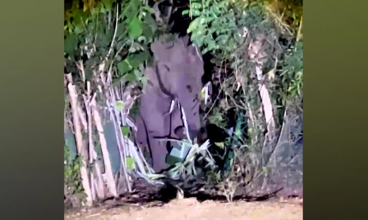 തോട്ടം തൊഴിലാളികളുടെ ഉറക്കം കെടുത്തി കാട്ടുകൊമ്പൻ