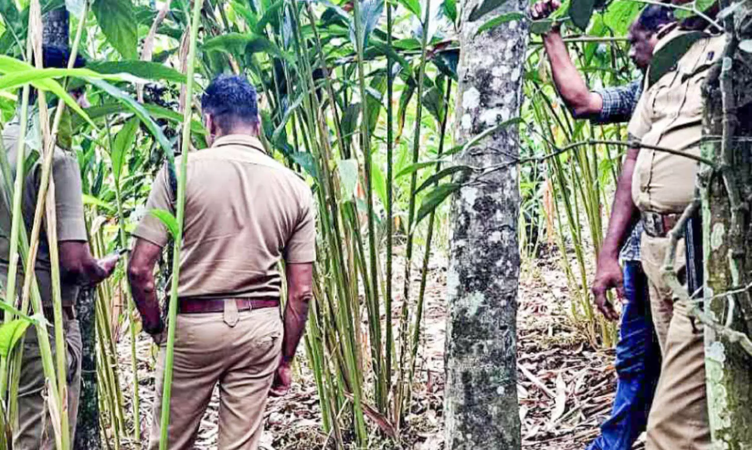 കുമളിയിൽ കൃഷിയിടത്തിൽ കേഴമാന്‍റെ ജഡം​; ഫ്ലൈ യിങ്​ സ്ക്വാഡ് അന്വേഷണം തുടങ്ങി