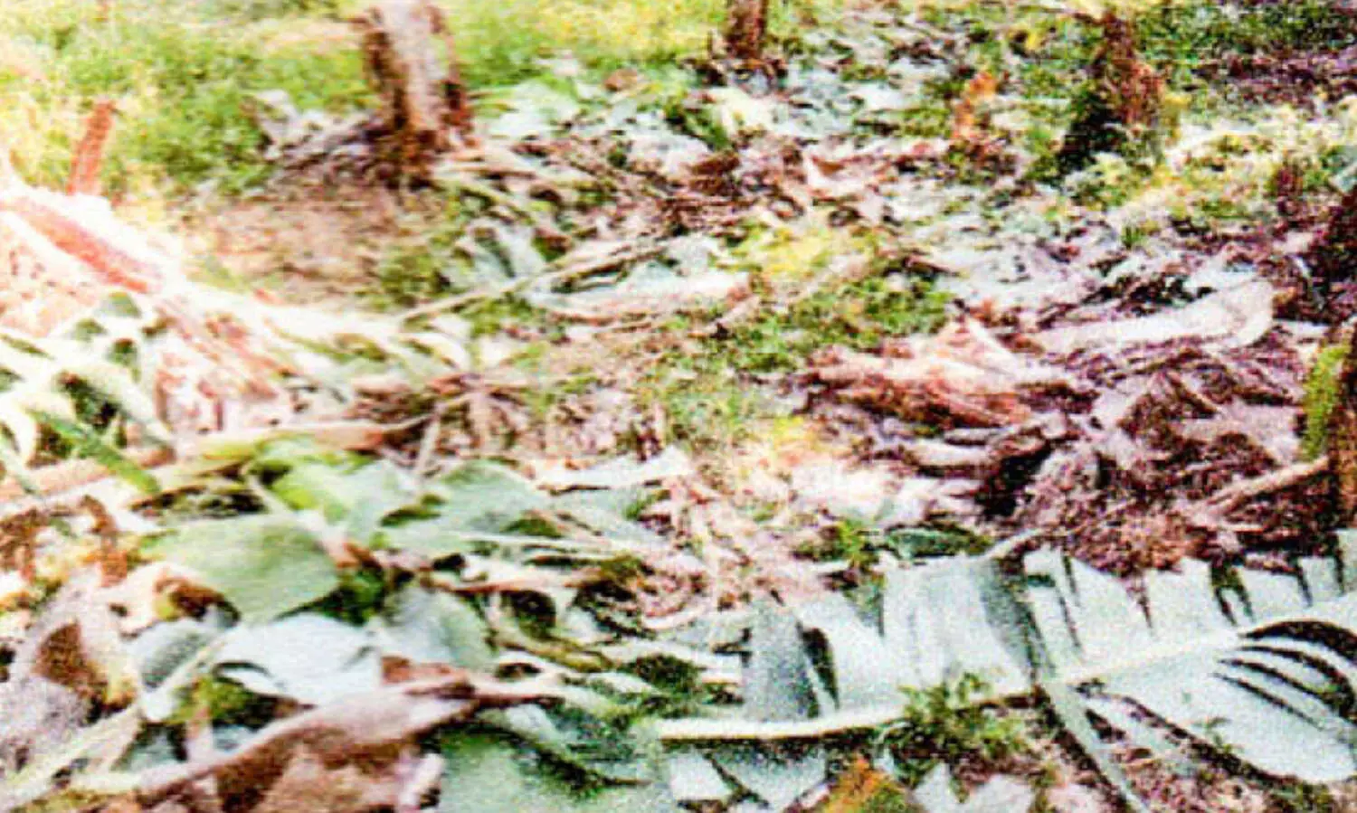 കാടിറങ്ങിയ കാട്ടാനക്കൂട്ടം വ്യാപകമായി കൃഷി നശിപ്പിച്ചു