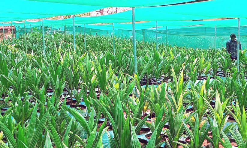 ജി​ല്ല ക​ട​ന്ന് ബേ​ഡ​കം തെ​ങ്ങി​ന്‍തൈ​ക​ള്‍; ല​ക്ഷ്യം​ക​ണ്ട് പ​ദ്ധ​തി