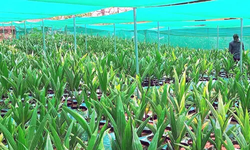 ജി​ല്ല ക​ട​ന്ന് ബേ​ഡ​കം തെ​ങ്ങി​ന്‍തൈ​ക​ള്‍; ല​ക്ഷ്യം​ക​ണ്ട് പ​ദ്ധ​തി