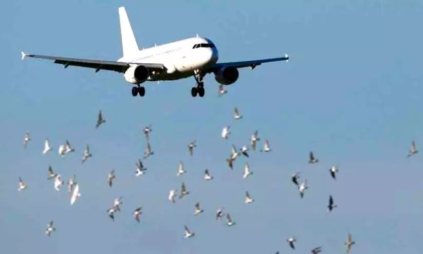 ‘പക്ഷി ഭീഷണി’ നേരിടാൻ നടപടി വേണമെന്ന് ആവശ്യം; സിവിൽ ഏവിയേഷൻ കത്തുനൽകി ‘പക്ഷി ഭീഷണി’ നേരിടാൻ നടപടി വേണമെന്ന് ആവശ്യം; സിവിൽ ഏവിയേഷൻ കത്തുനൽകി