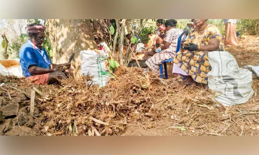 കോലിഞ്ചി വില താഴോട്ട്; കർഷകർ പ്രതിസന്ധിയിൽ