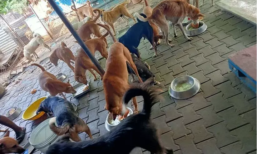 നൂറോളം നായ്ക്കളുമായി അമ്മയും മകനും; പ്രതിഷേധവുമായി നാട്ടുകാർ