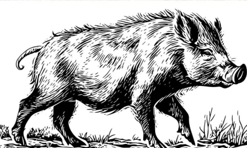 കാ​ട്ടു​പ​ന്നി വി​ള​യാ​ട്ടം രൂ​ക്ഷം; വൻ കൃ​ഷി​നാ​ശം