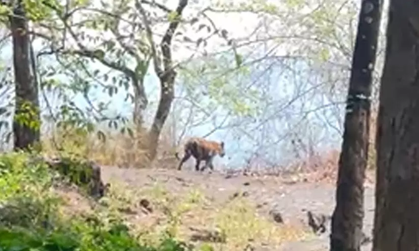 കരുവാരക്കുണ്ടിൽ ജനവാസമേഖലയിൽ കടുവയിറങ്ങി; ജാഗ്രത നിർദേശം