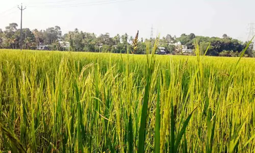 കൃഷിവകുപ്പ് നൽകിയ വിത്ത്​ വിതച്ചു; കതിരായപ്പോൾ വരിനെല്ല് !