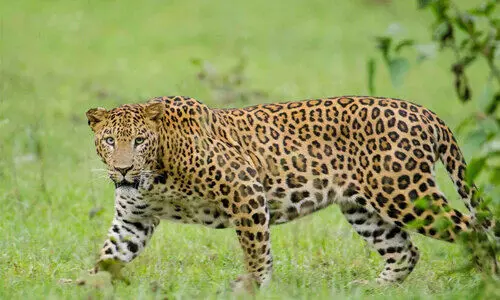 ഭീ​തി​യ​ക​ലാ​തെ നാ​ട്; ര​ണ്ടാ​ഴ്ച​ക്കി​ടെ പു​ലി​യെ ക​ണ്ട​ത് 12 ഇ​ട​ങ്ങ​ളി​ൽ