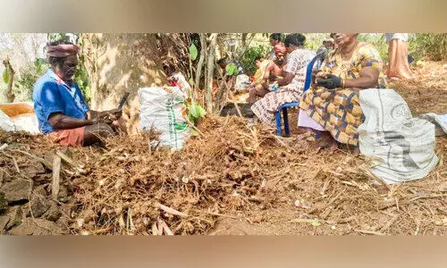 കോലിഞ്ചി വില താഴോട്ട്; കർഷകർ പ്രതിസന്ധിയിൽ