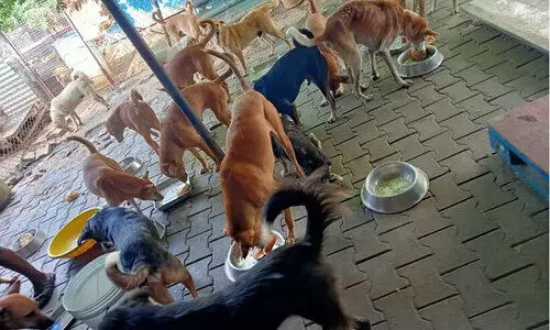 നൂറോളം നായ്ക്കളുമായി അമ്മയും മകനും; പ്രതിഷേധവുമായി നാട്ടുകാർ