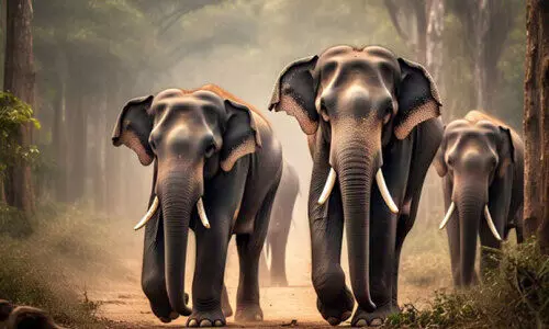 കാട്ടാനപ്പേടിയിൽ മലയോര ഗ്രാമം; ഒന്നുറങ്ങാൻ പോലുമാകാതെ മുള്ളരിങ്ങാട്ടുകാർ...