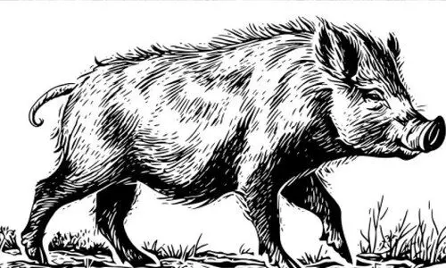 കാ​ട്ടു​പ​ന്നി വി​ള​യാ​ട്ടം രൂ​ക്ഷം; വൻ കൃ​ഷി​നാ​ശം