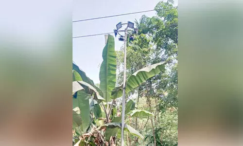 ചി​ങ്ക​ക്ക​ല്ലി​ൽ തെ​രു​വ് വി​ള​ക്ക് ക​ത്തു​ന്നി​ല്ല; കാ​ട്ടാ​ന​പ്പേ​ടി​യി​ൽ ആ​ദി​വാ​സി കു​ടും​ബ​ങ്ങ​ൾ