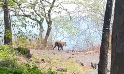 കരുവാരക്കുണ്ടിൽ ജനവാസമേഖലയിൽ കടുവയിറങ്ങി; ജാഗ്രത നിർദേശം