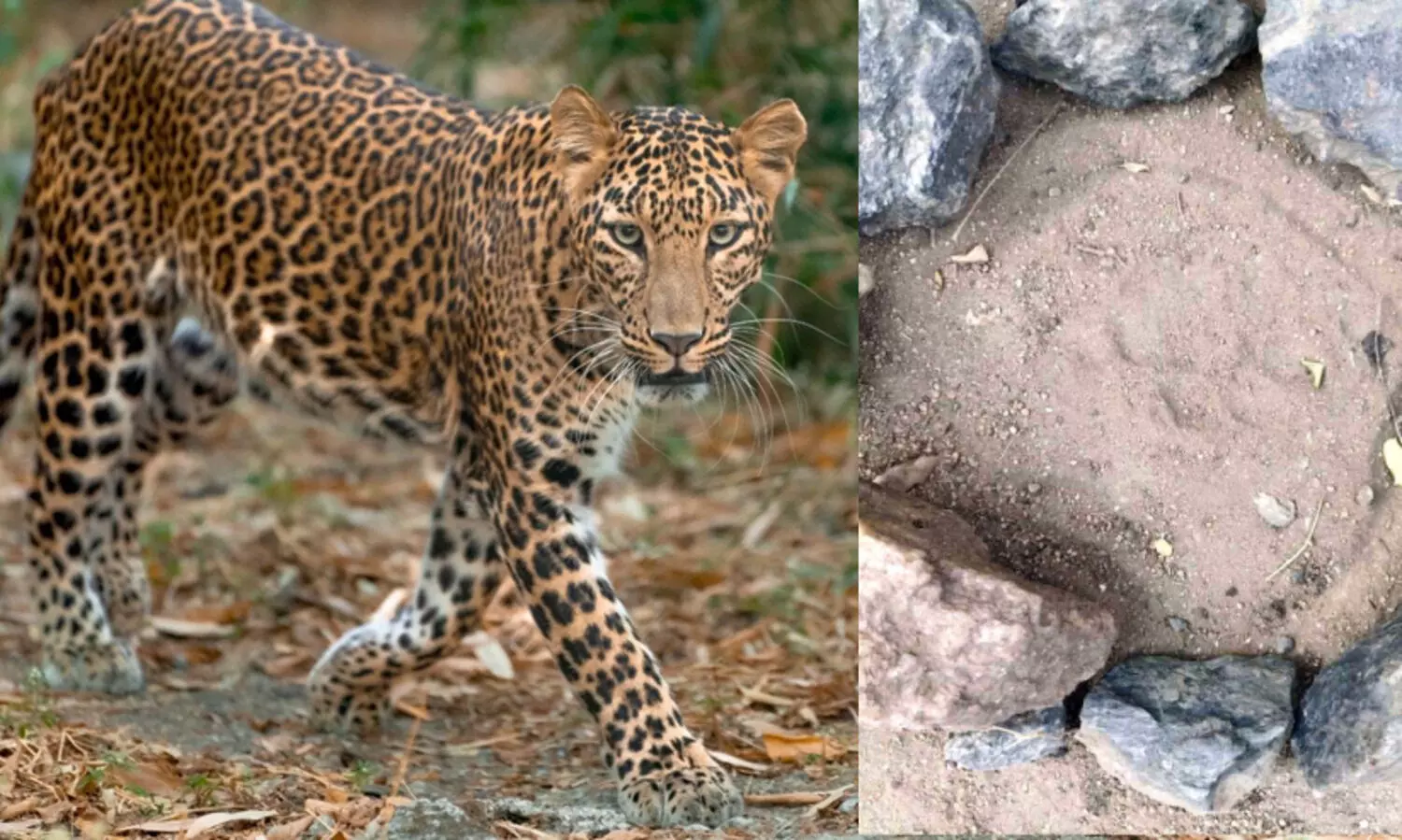 ഷോ​ള​യൂ​ർ ബോ​ഡി​ച്ചാ​ള​യി​ൽ നാ​ട് മു​ഴു​വ​ൻ പു​ലി​പ്പേ​ടി​യി​ൽ