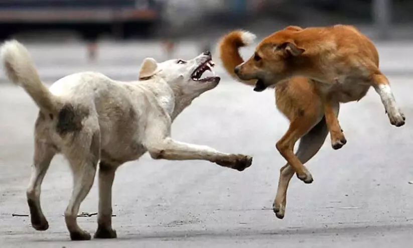 എടക്കുളത്ത് മൂന്ന് കുട്ടികൾക്ക് തെരുവുനായുടെ കടിയേറ്റു എടക്കുളത്ത് മൂന്ന് കുട്ടികൾക്ക് തെരുവുനായുടെ കടിയേറ്റു