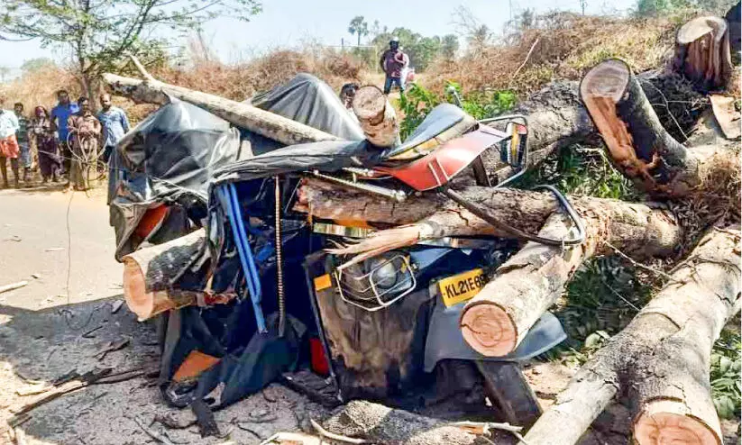 ഓട്ടോറിക്ഷക്ക് മുകളിൽ മരം കടപുഴകി വീണു; അച്ഛനും മകനും ഗുരുതര പരിക്ക്