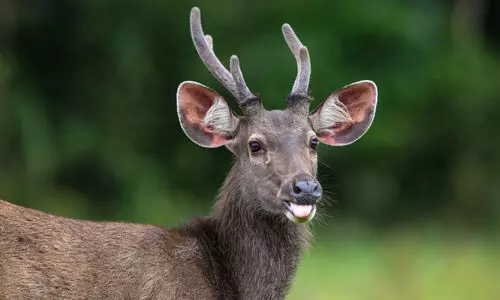 ചത്ത മ്ലാവിന് പേവിഷബാധ; തിരുവനന്തപുരം   മൃ​ഗശാലയിലെ ജീവനക്കാർക്ക് വാക്സിൻ നൽകും