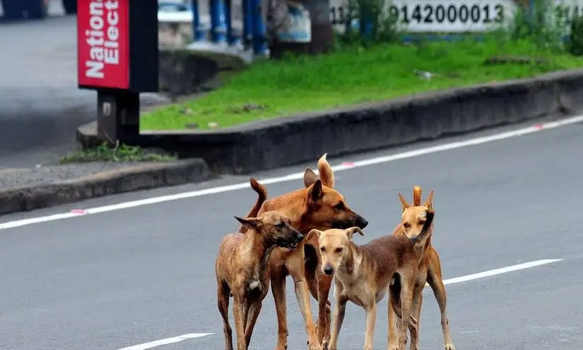 തെരുവുനായ് ആക്രമണത്തിൽ പരിക്കേറ്റു | Injured in a stray dog attack ...