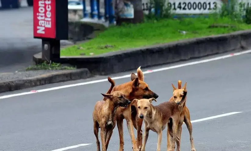 തെരുവുനായ് ആക്രമണത്തിൽ പരിക്കേറ്റു തെരുവുനായ് ആക്രമണത്തിൽ പരിക്കേറ്റു