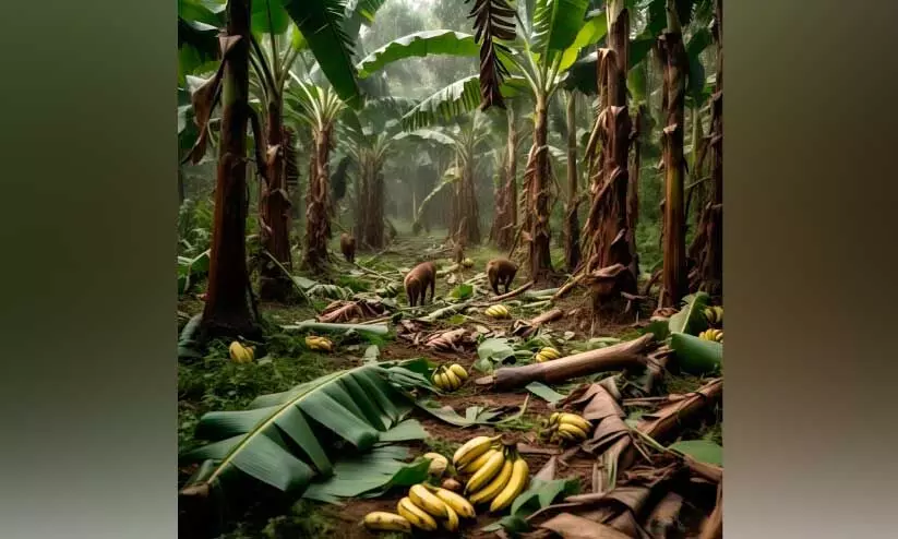 വാ​ഴ​കൃ​ഷിയിടത്തിലെ വ​ന്യ​ജീ​വി ആ​ക്ര​മ​ണം; നാ​ശ​ന​ഷ്ടം 16 ല​ക്ഷം