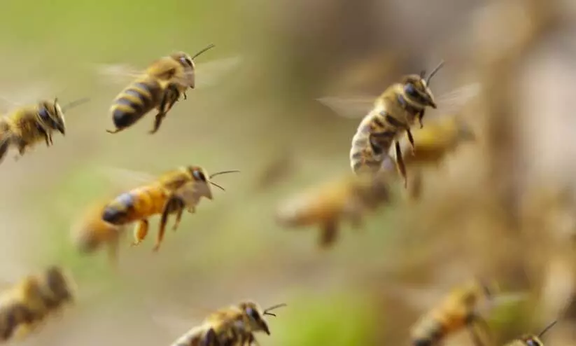 പെരുംതേനീച്ച ആക്രമണം; ആറുപേർക്ക് കുത്തേറ്റു പെരുംതേനീച്ച ആക്രമണം; ആറുപേർക്ക് കുത്തേറ്റു