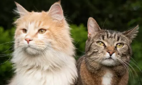 വളർത്തുമൃഗ രജിസ്ട്രേഷൻ: നടപടികൾ പൂർത്തിയാക്കണമെന്ന് അധികൃതർ വളർത്തുമൃഗ രജിസ്ട്രേഷൻ: നടപടികൾ പൂർത്തിയാക്കണമെന്ന് അധികൃതർ