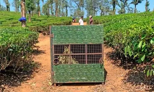 കൂട്ടിൽ കയറി പുലിവാല് പിടിക്കാനില്ലെന്ന് പുലി