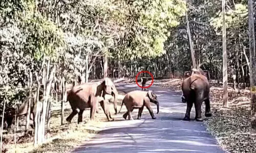 കാടിറങ്ങി ചില്ലിക്കൊമ്പൻ; തോട്ടം മേഖല ഭീതിയിൽ