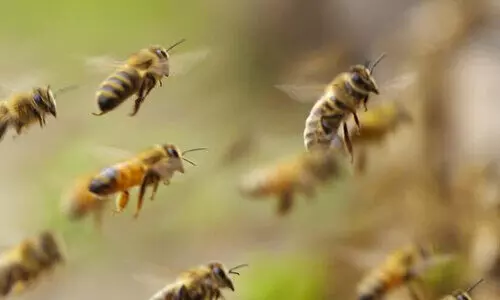 പെരുംതേനീച്ച ആക്രമണം; ആറുപേർക്ക്​ കുത്തേറ്റു