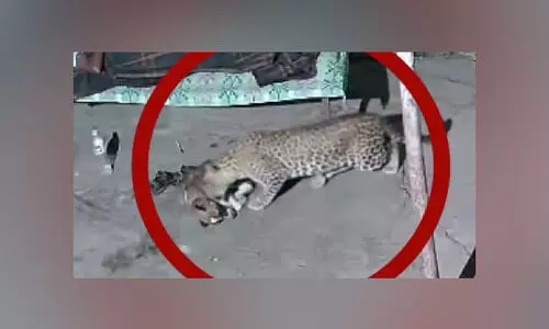 വളർത്തുനായയെ പുള്ളിപ്പുലി കൊണ്ടു പോയി; ഒന്നുമറിയാതെ ഫോണിൽ മുഴുകി വീട്ടുകാരൻ -വിഡിയോ