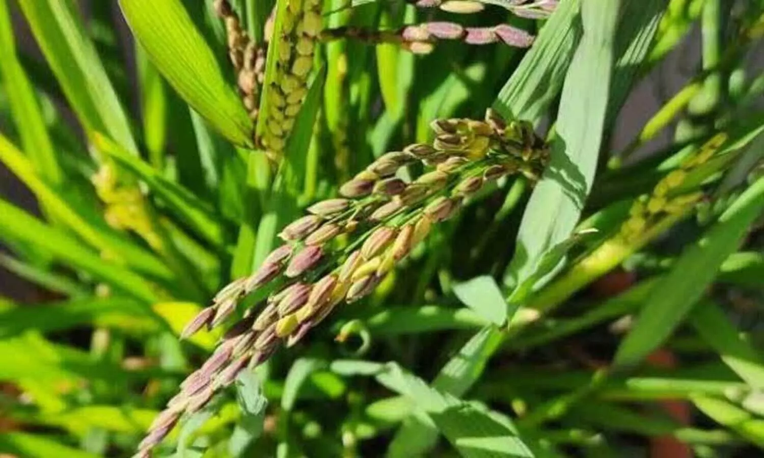 ജെ. ബ്ലോക്കിലെ നെല്ല്​ സംഭരണം; കലക്ടർ ഇടപെട്ടിട്ടും പരിഹാരം അകലെ