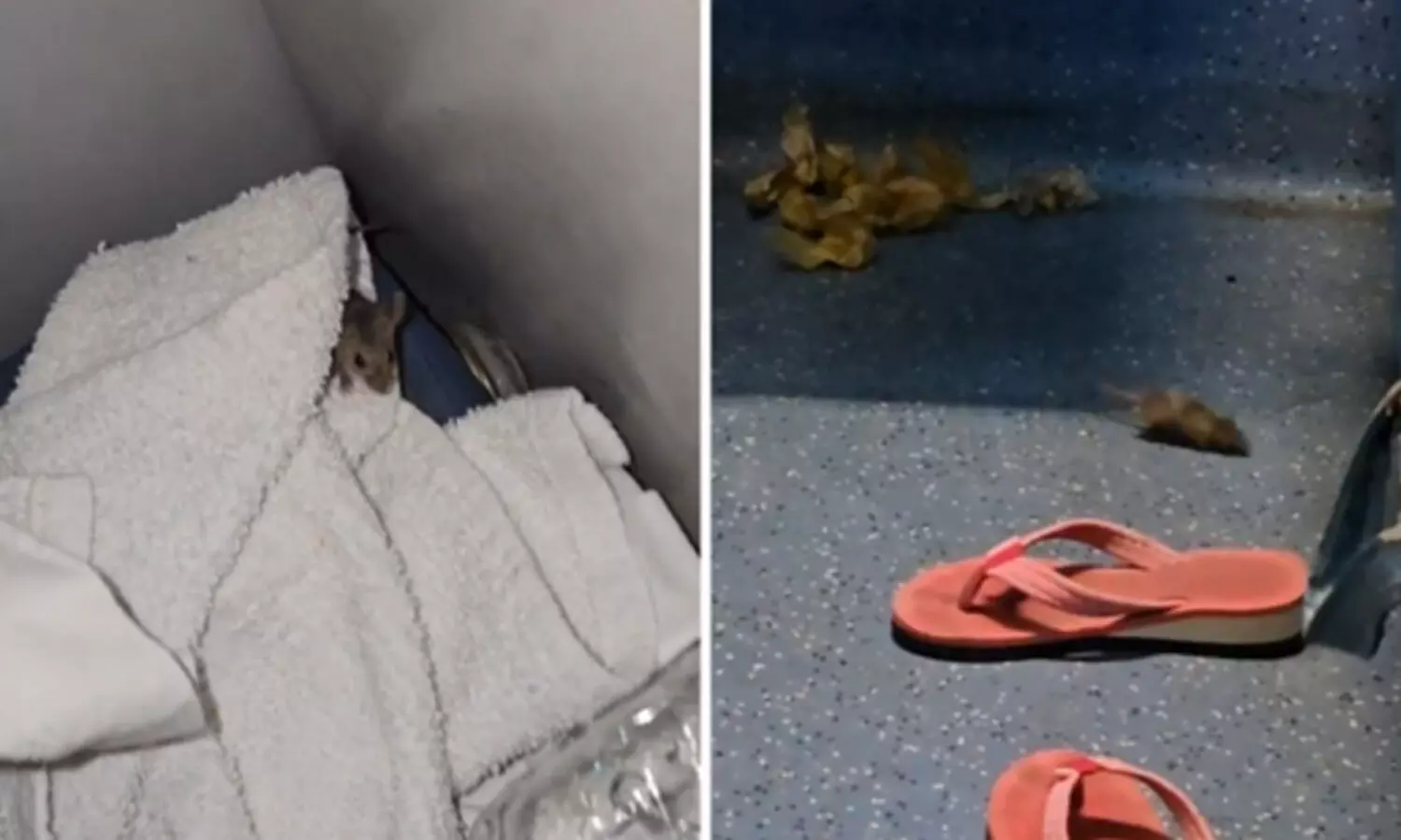 സുഖയാത്രയ്ക്ക് 3000 മുടക്കി എസി കോച്ച് ബുക്ക് ചെയ്ത യുവാവിന്റെ ഉറക്കം കെടുത്തി എലികൾ: വൈറലായി വീഡിയോ