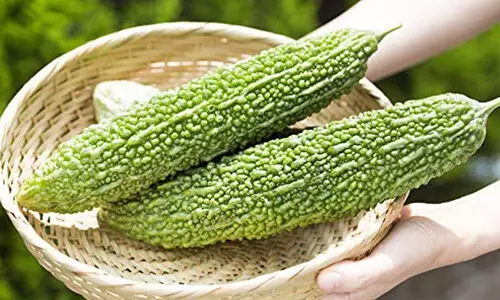 ഗുണങ്ങൾ ധാരാളം, അടുക്കളത്തോട്ടത്തിൽ ഏറ്റവും എളുപ്പത്തിൽ കൃഷി ചെയ്യാം; കയ്പാണെങ്കിലും പാവക്ക സൂപ്പർ സ്റ്റാറാണ്