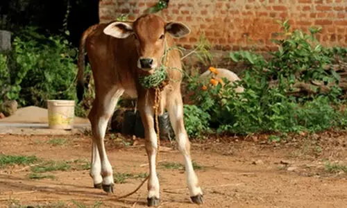 കടുത്ത ചൂടിൽ നിന്നും കന്നുകാലികൾക്കും വേണം പരിരക്ഷ