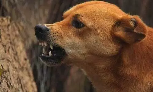 കീഴുപറമ്പിൽ തെരുവുനായ് ആക്രമണം; എട്ടുപേർക്ക് പരിക്ക് കീഴുപറമ്പിൽ തെരുവുനായ് ആക്രമണം; എട്ടുപേർക്ക് പരിക്ക്