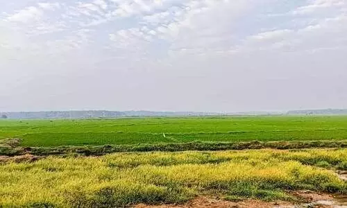 കോൾ കർഷകർക്ക് ആശ്വാസമായി വേനൽ മഴയെത്തി