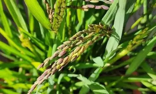 ജെ. ബ്ലോക്കിലെ നെല്ല്​ സംഭരണം; കലക്ടർ ഇടപെട്ടിട്ടും പരിഹാരം അകലെ
