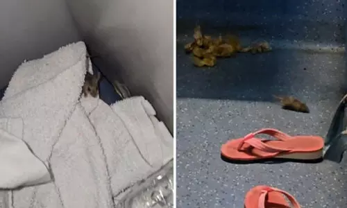 സുഖയാത്രയ്ക്ക് 3000 മുടക്കി എസി കോച്ച് ബുക്ക് ചെയ്ത യുവാവിന്റെ ഉറക്കം കെടുത്തി എലികൾ: വൈറലായി വീഡിയോ