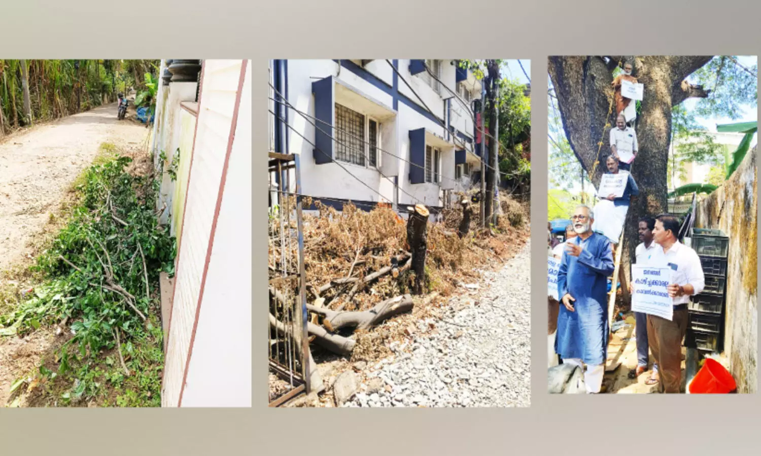 വികസനത്തിന്റെ പേരിൽ കോട്ടയം നഗരത്തിൽ അരിഞ്ഞുകൂട്ടിയത് 13 തണൽ വൃക്ഷങ്ങൾ