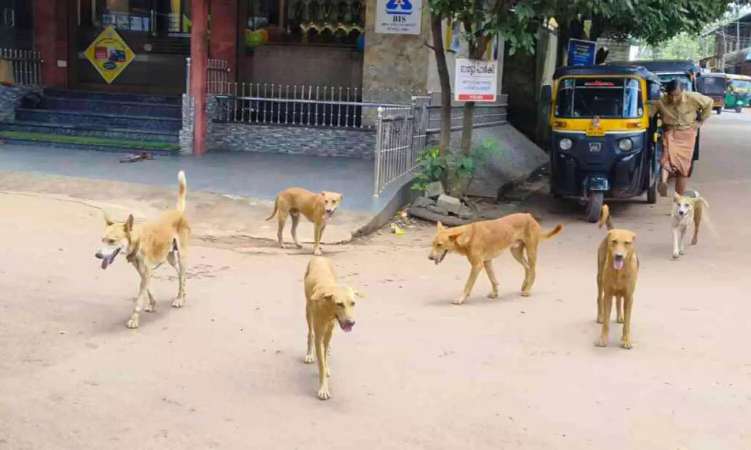 അ​ല​ന​ല്ലൂ​രി​ൽ തെ​രു​വു​നാ​യ് ശ​ല്യം രൂ​ക്ഷം