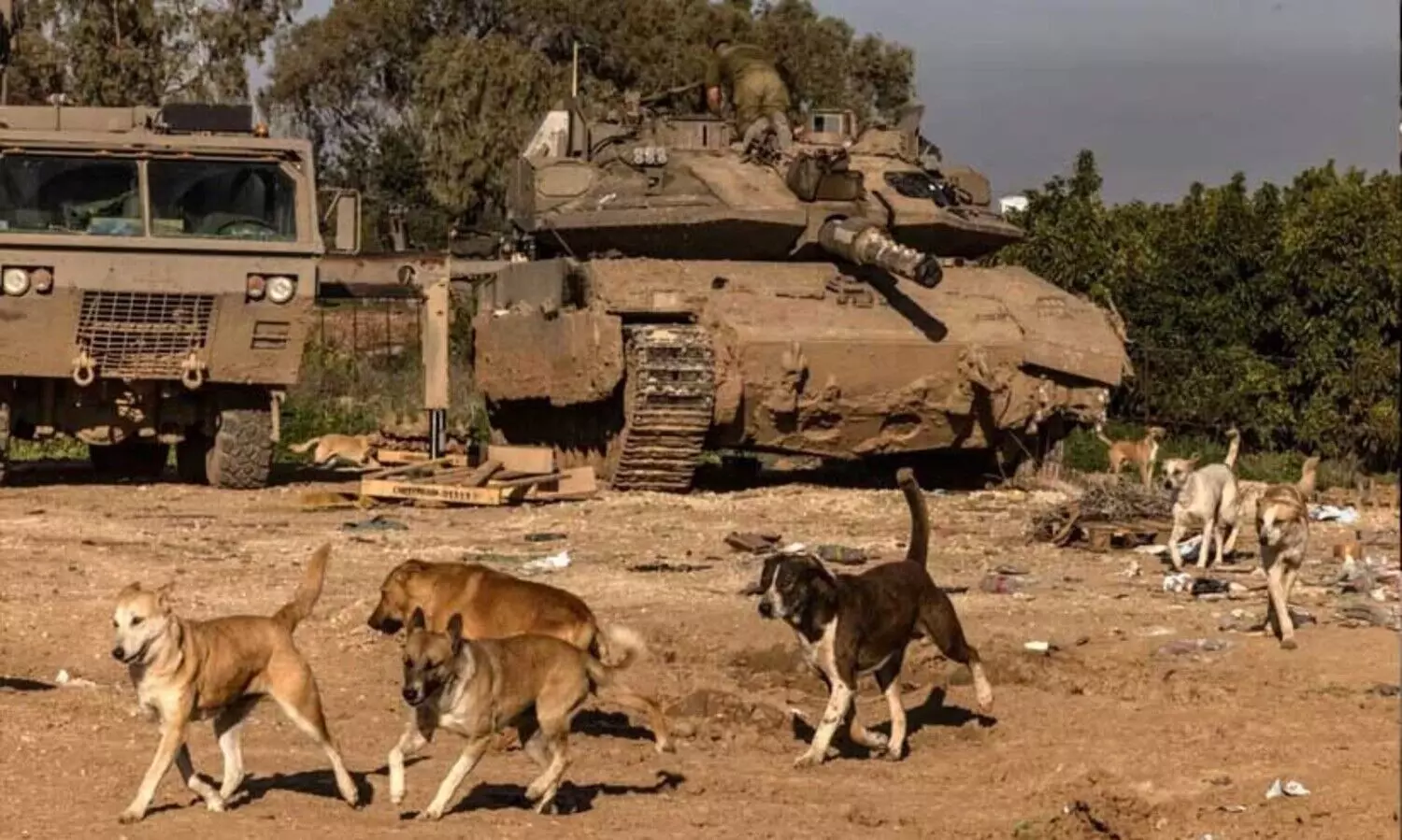 മൃതദേഹങ്ങൾ തിന്ന് തടിച്ചു കൊഴുത്ത നായ്ക്കൾ; ഗസ്സയിലെ നടുക്കുന്ന കാഴ്ച വിവരിച്ച് യു.എൻ മാനുഷിക മേധാവി