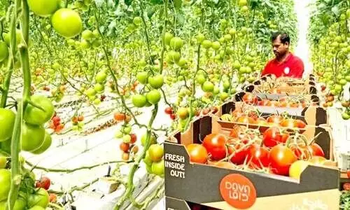 സൗ​ദി​ക്ക് സ്വ​ന്തം ത​ക്കാ​ളി മ​തി; ഉ​ൽ​പാ​ദ​ന​ത്തി​ൽ സ്വ​യം​പ​ര്യാ​പ്ത​ത 76 ശ​ത​മാ​ന​മാ​യി